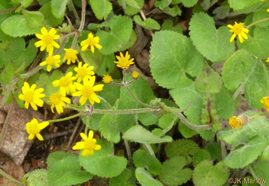flower of Packera serpenticola, Buck Creek Ragwort, Serpentine Ragwort