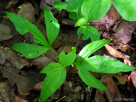 image of Viola tripartita, Threepart Violet, Three-parted Yellow Violet