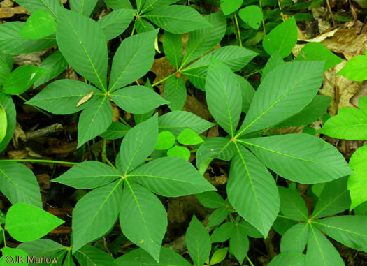 image of Aesculus sylvatica, Painted Buckeye