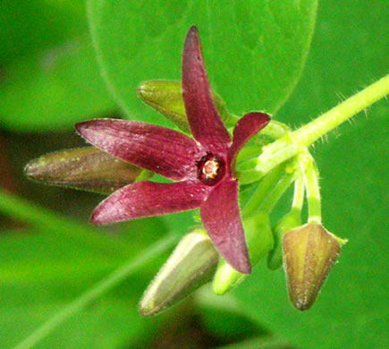 Matelea decipiens, Deceptive Spinypod