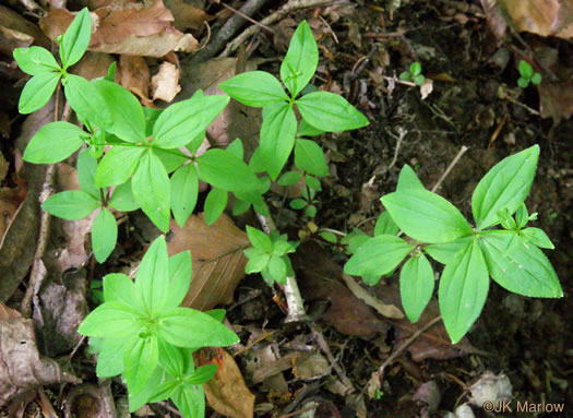 image of Galium circaezans, Forest Bedstraw, Licorice Bedstraw