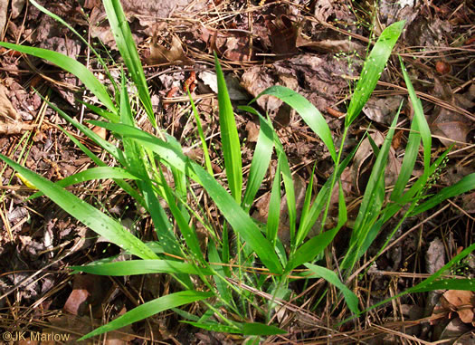 image of Dichanthelium laxiflorum, Open-flower Witchgrass, Open-flower Rosette Grass