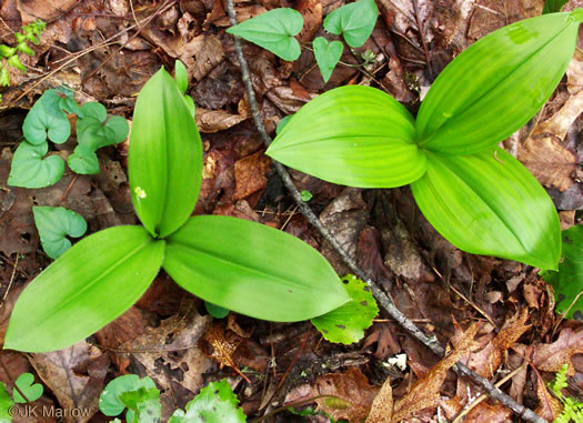 image of Melanthium parviflorum, Mountain Bunchflower, Small-flowered Hellebore, Small False Hellebore, Appalachian Bunchflower