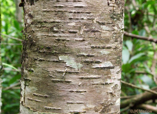 image of Betula alleghaniensis, Yellow Birch