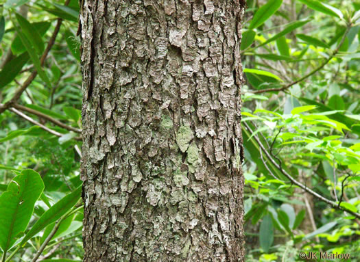 image of Halesia tetraptera var. monticola, Mountain Silverbell