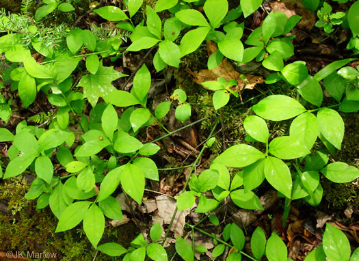 image of Euonymus obovatus, Running Strawberry-bush, Trailing Strawberry-bush, Trailing Wahoo