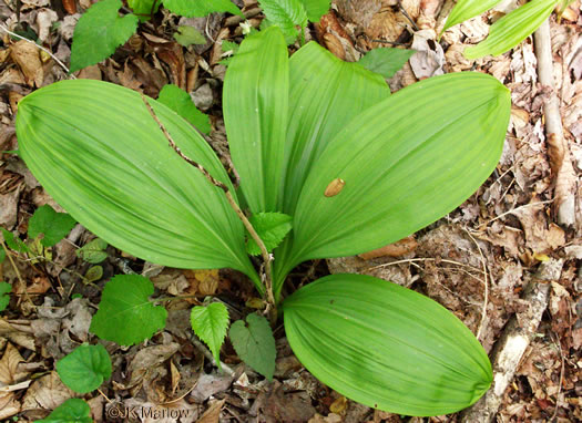 image of Melanthium parviflorum, Mountain Bunchflower, Small-flowered Hellebore, Small False Hellebore, Appalachian Bunchflower