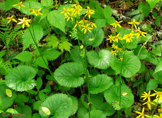 image of Packera aurea, Golden Ragwort, Heartleaf Ragwort, Golden Groundsel