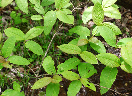 image of Viburnum cassinoides, Northern Wild Raisin, Witherod, Shonny Haw, Shawnee Haw