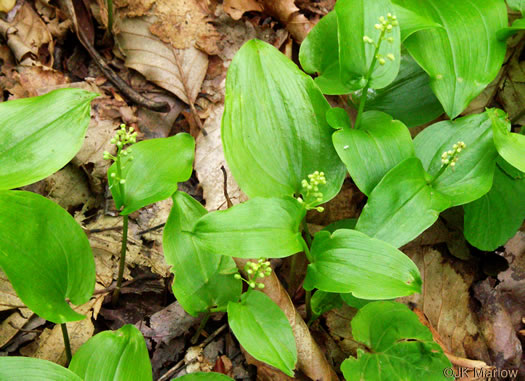 image of Maianthemum canadense, Canada Mayflower, "False Lily-of-the-valley", "Wild Lily-of-the-valley"