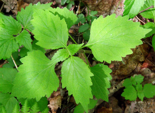 leaf or frond of Phryma leptostachya, American Lopseed
