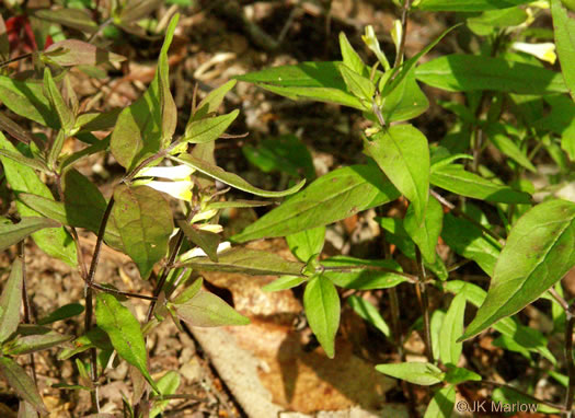 image of Melampyrum lineare, Cow-wheat