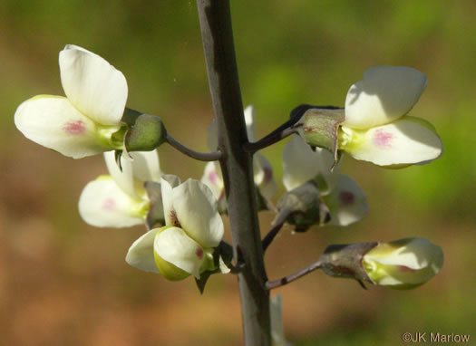flower of Baptisia albescens, Narrow-pod White Wild Indigo, Spiked Wild Indigo