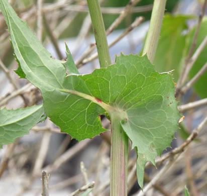 image of Sonchus oleraceus, Annual Sowthistle, Common Sowthistle