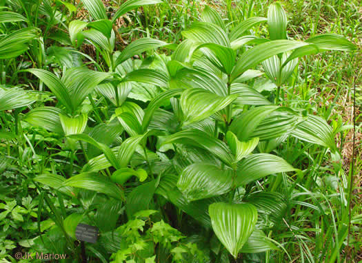 image of Veratrum viride, White-hellebore, Indian Poke, Green Hellebore, Cornhusk Lily