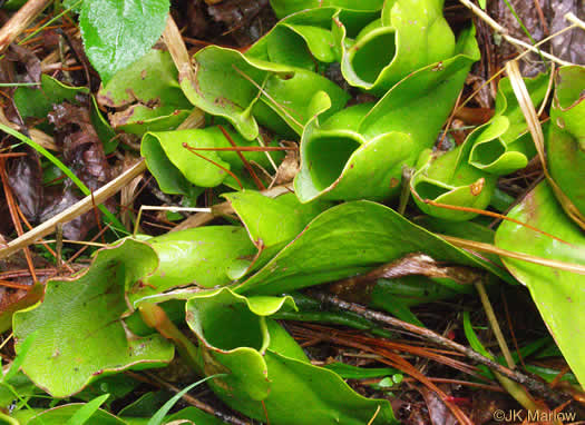 leaf or frond of Sarracenia purpurea var. montana, Southern Appalachian Purple Pitcherplant