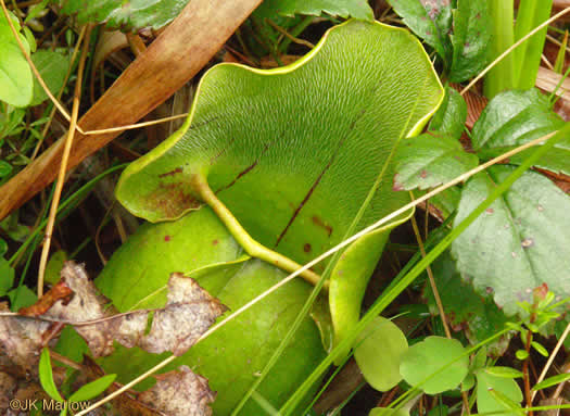 Sarracenia purpurea var. montana, Southern Appalachian Purple Pitcherplant