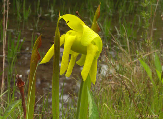 flower of Sarracenia flava, Yellow Pitcherplant, Yellow Trumpet, Trumpets