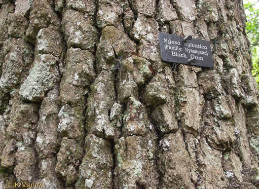 image of Nyssa sylvatica, Blackgum, Black Tupelo, Sour Gum