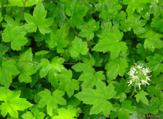 image of Tiarella austrina, Escarpment Foamflower, Southern Foamflower