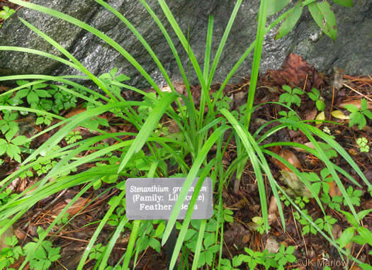 Stenanthium gramineum, Eastern Featherbells