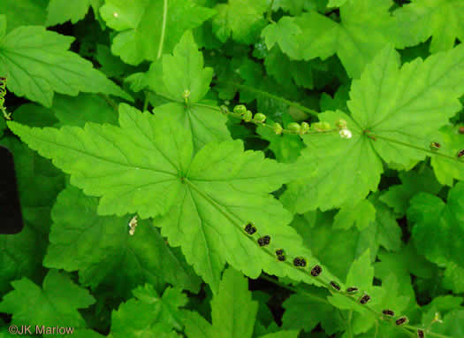 image of Mitella diphylla, Two-leaved Miterwort, Bishop's Cap