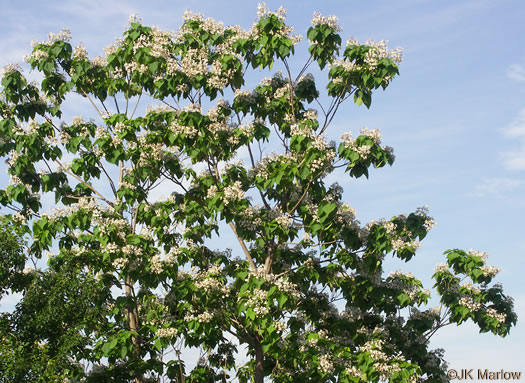 image of Catalpa bignonioides, Southern Catalpa, Fishbait Tree, Cigar Tree