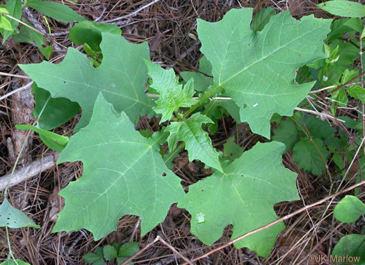 image of Smallanthus uvedalia, Bearsfoot, Hairy Leafcup, Yellow Leafcup