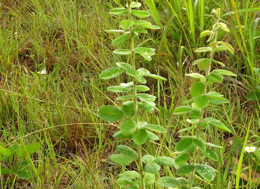 image of Lespedeza hirta +, Hairy Bush-clover, Hairy Lespedeza, Silvery Lespedeza