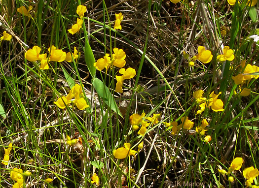 image of Utricularia cornuta, Horned Bladderwort