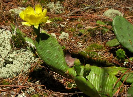 image of Opuntia mesacantha ssp. mesacantha, Eastern Prickly-pear