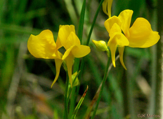 Horned Bladderwort