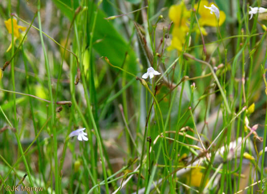 image of Lindernia monticola, Flatrock Pimpernel, Riverbank Pimpernel, False Pimpernel, Piedmont False-pimpernel