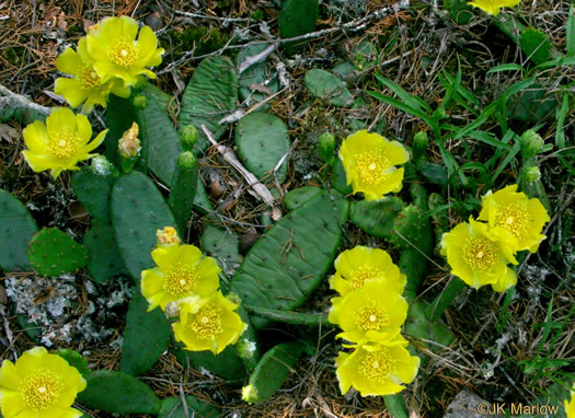 image of Opuntia mesacantha ssp. mesacantha, Eastern Prickly-pear