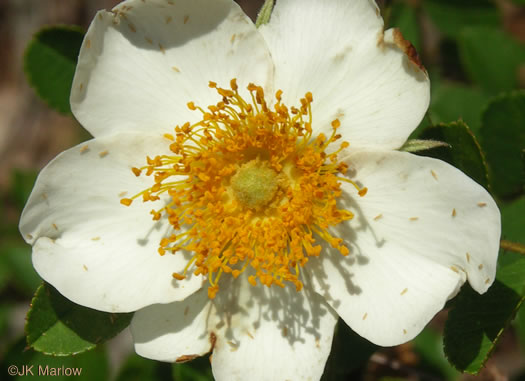 flower of Rosa bracteata, McCartney Rose, Chickasaw Rose
