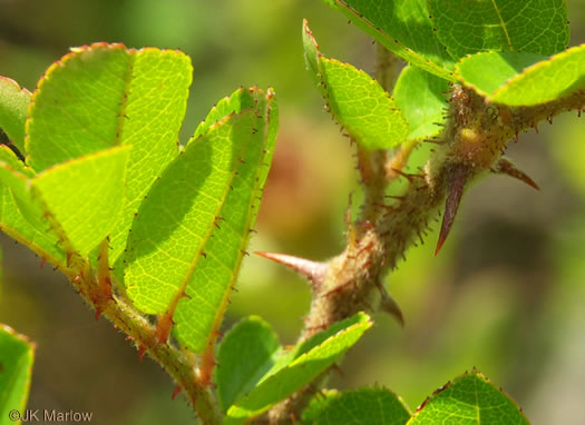 image of Rosa bracteata, McCartney Rose, Chickasaw Rose