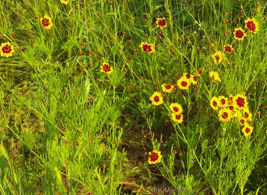 image of Coreopsis tinctoria var. tinctoria, Plains Coreopsis, Calliopsis, Garden Coreopsis, Golden Tickseed