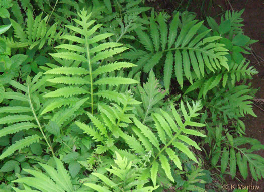 image of Onoclea sensibilis, Sensitive Fern, Bead Fern