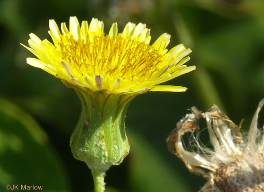 image of Sonchus oleraceus, Annual Sowthistle, Common Sowthistle