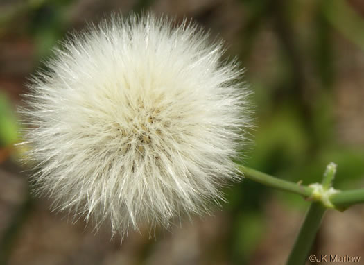 image of Sonchus oleraceus, Annual Sowthistle, Common Sowthistle