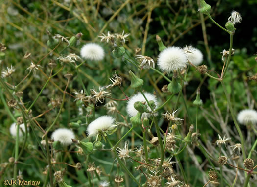 image of Sonchus oleraceus, Annual Sowthistle, Common Sowthistle