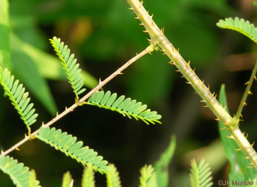 image of Mimosa microphylla, Littleleaf Sensitive-briar, Eastern Sensitive-briar