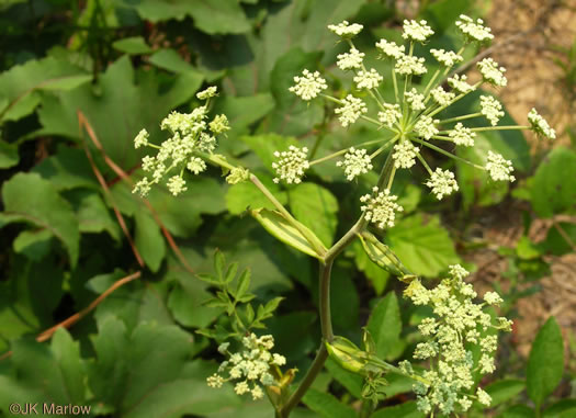 Hairy Angelica