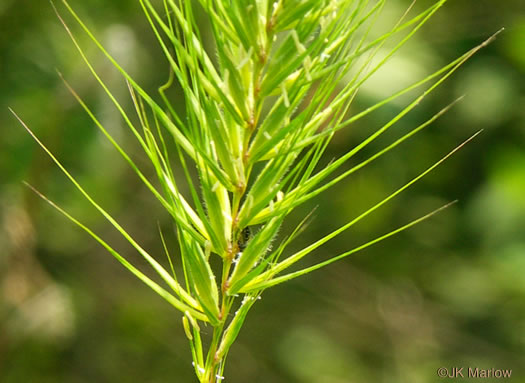 image of Elymus virginicus, Virginia Wild-rye, Common Eastern Wild-rye, Terrell Grass