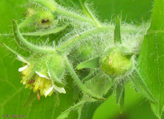 image of Polymnia canadensis, White-flowered Leafcup, Small-flowered Leafcup