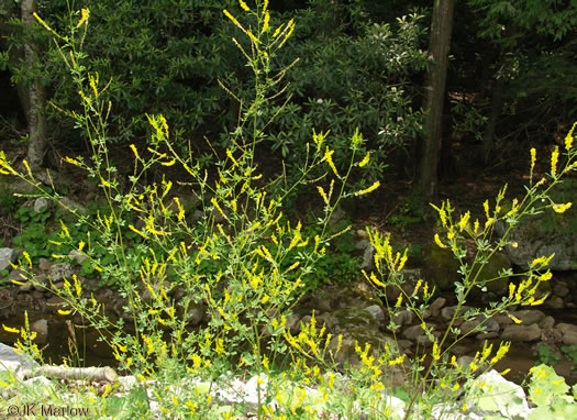 image of Melilotus officinalis, Yellow Sweetclover, Yellow Melilot, Ribbed Melilot