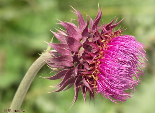 Carduus nutans, Nodding Thistle, Musk Thistle