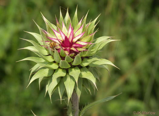 image of Carduus nutans, Nodding Thistle, Musk Thistle