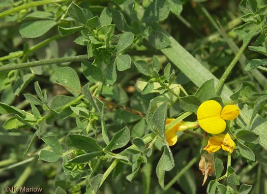 image of Lotus corniculatus, Birdsfoot-trefoil, Eggs-and-Bacon