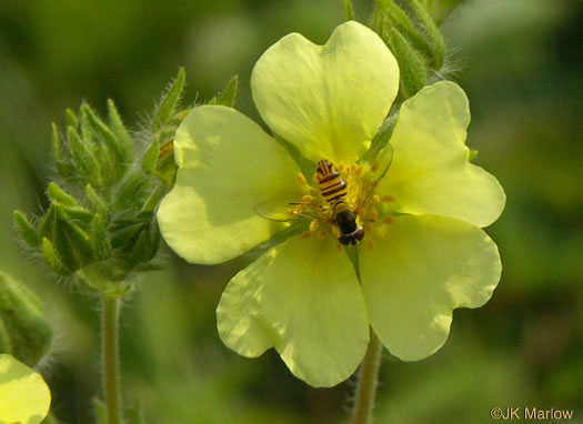 image of Potentilla recta, Rough-fruited Cinquefoil, Sulphur Cinquefoil, Sulphur Five-fingers